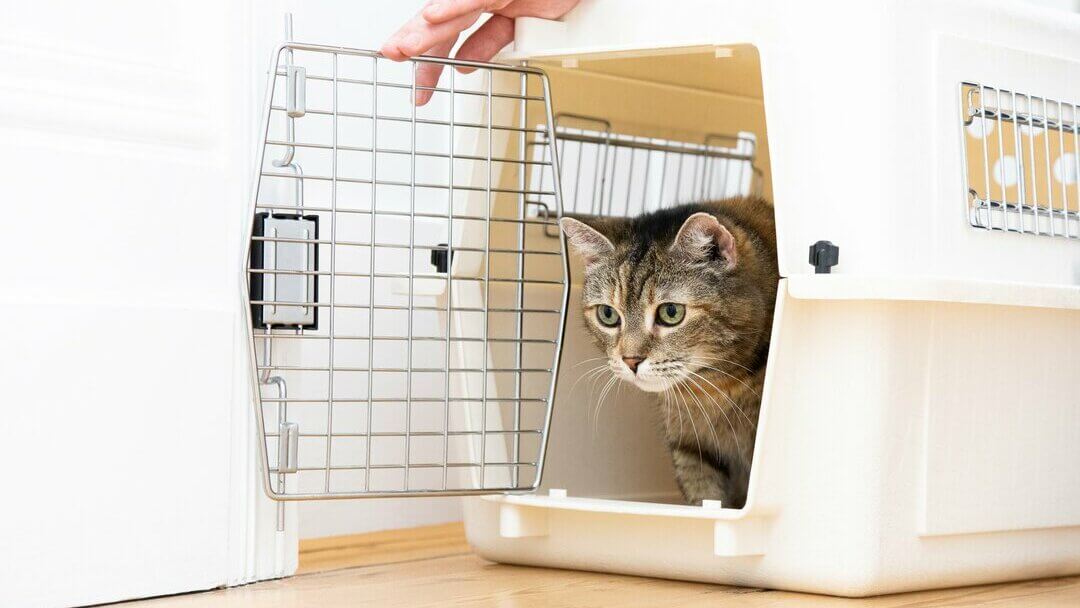 Best cage 2024 for kittens